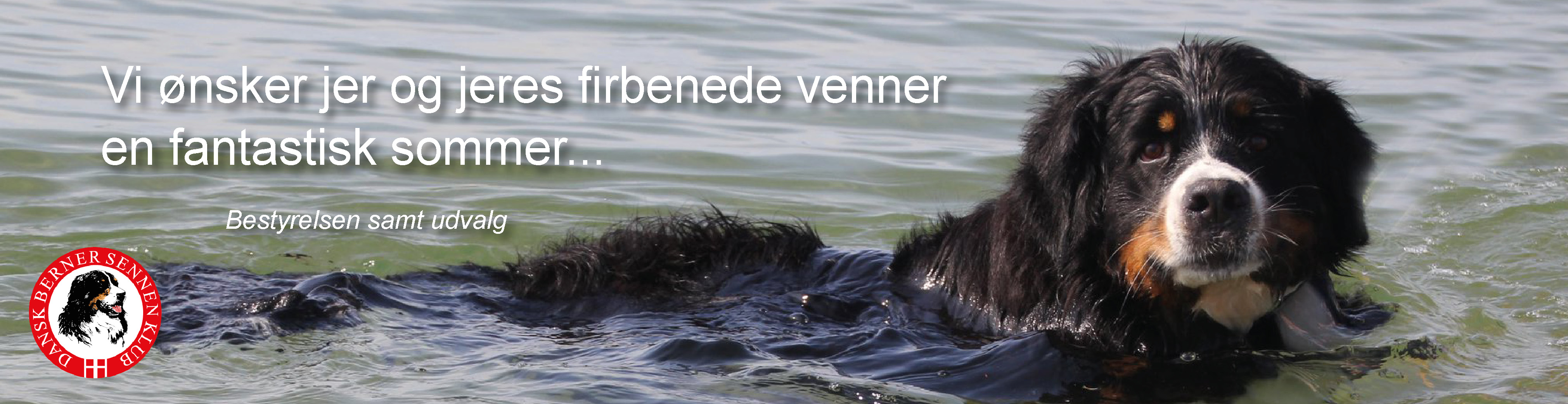 Dansk Berner sennen Klub