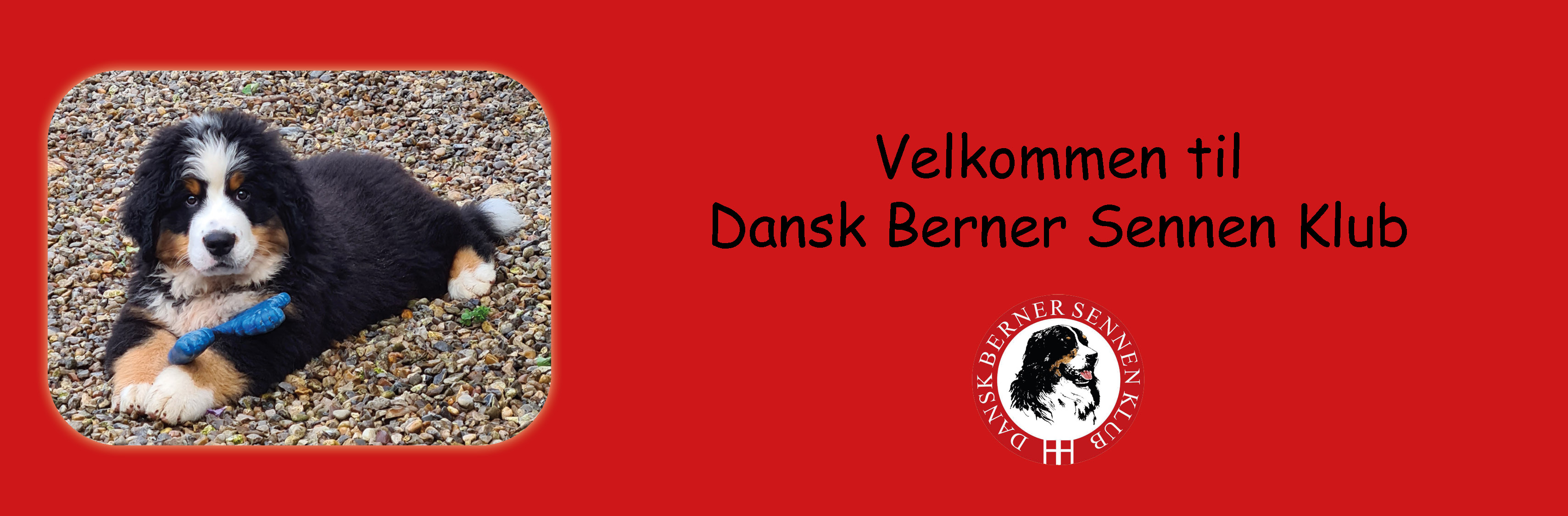Dansk Berner sennen Klub