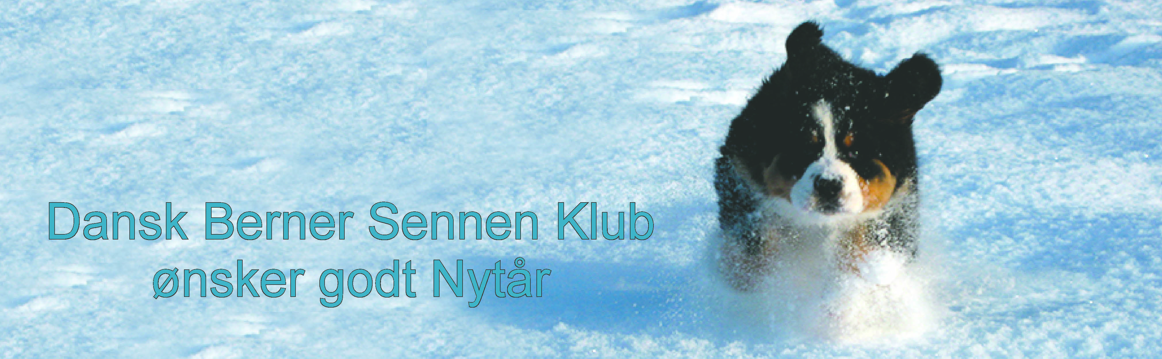 Dansk Berner sennen Klub