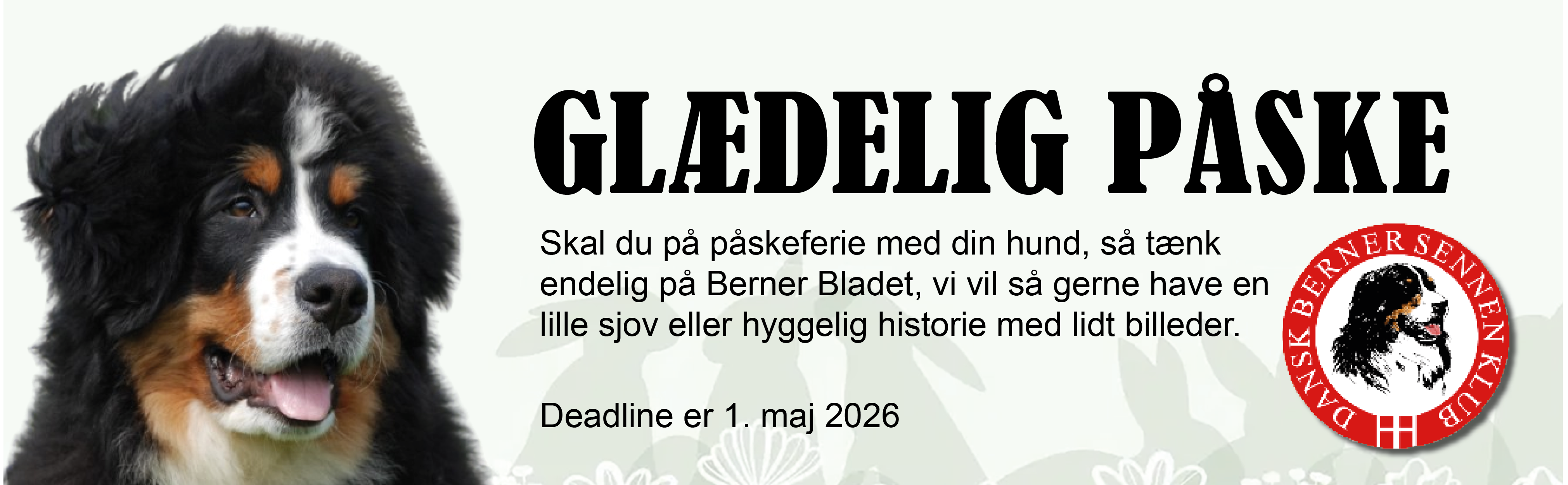 Dansk Berner sennen Klub